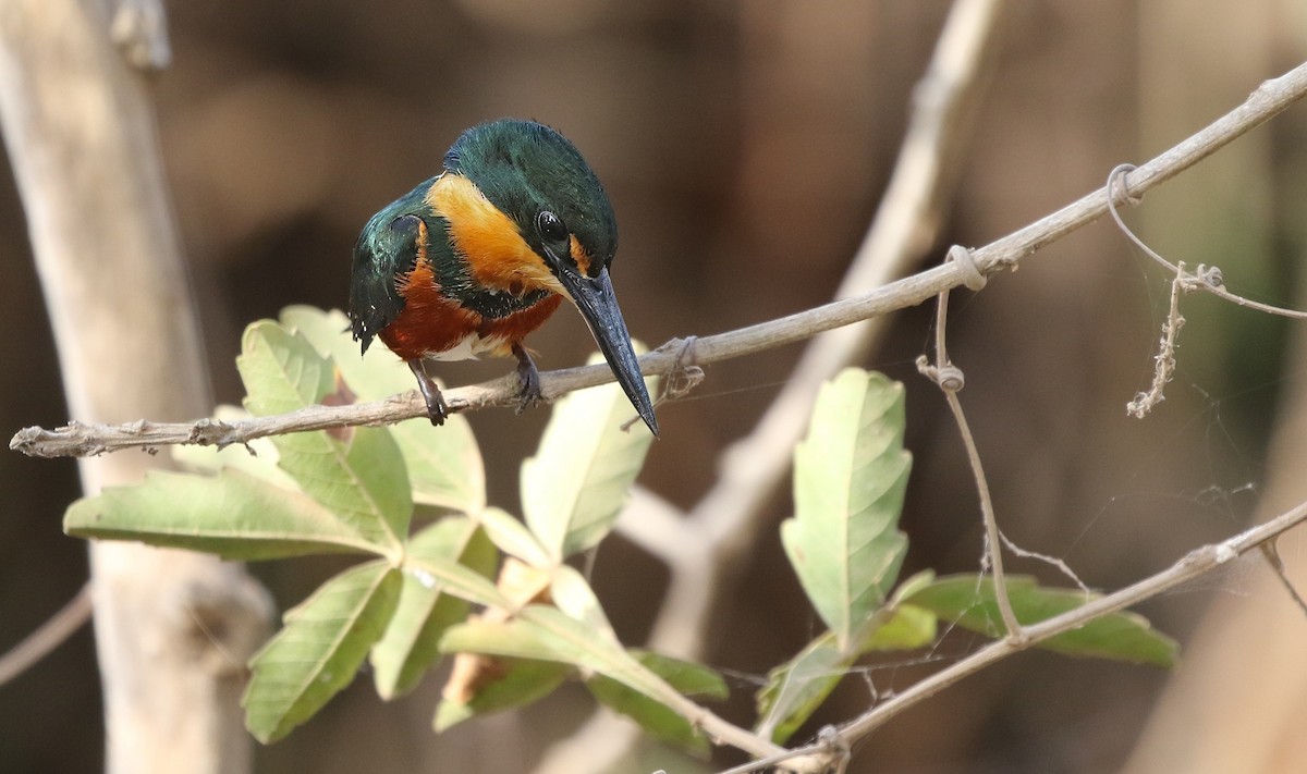 American Pygmy Kingfisher - Richard Greenhalgh