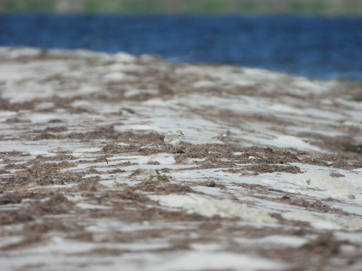 Snowy Plover - ML620184025