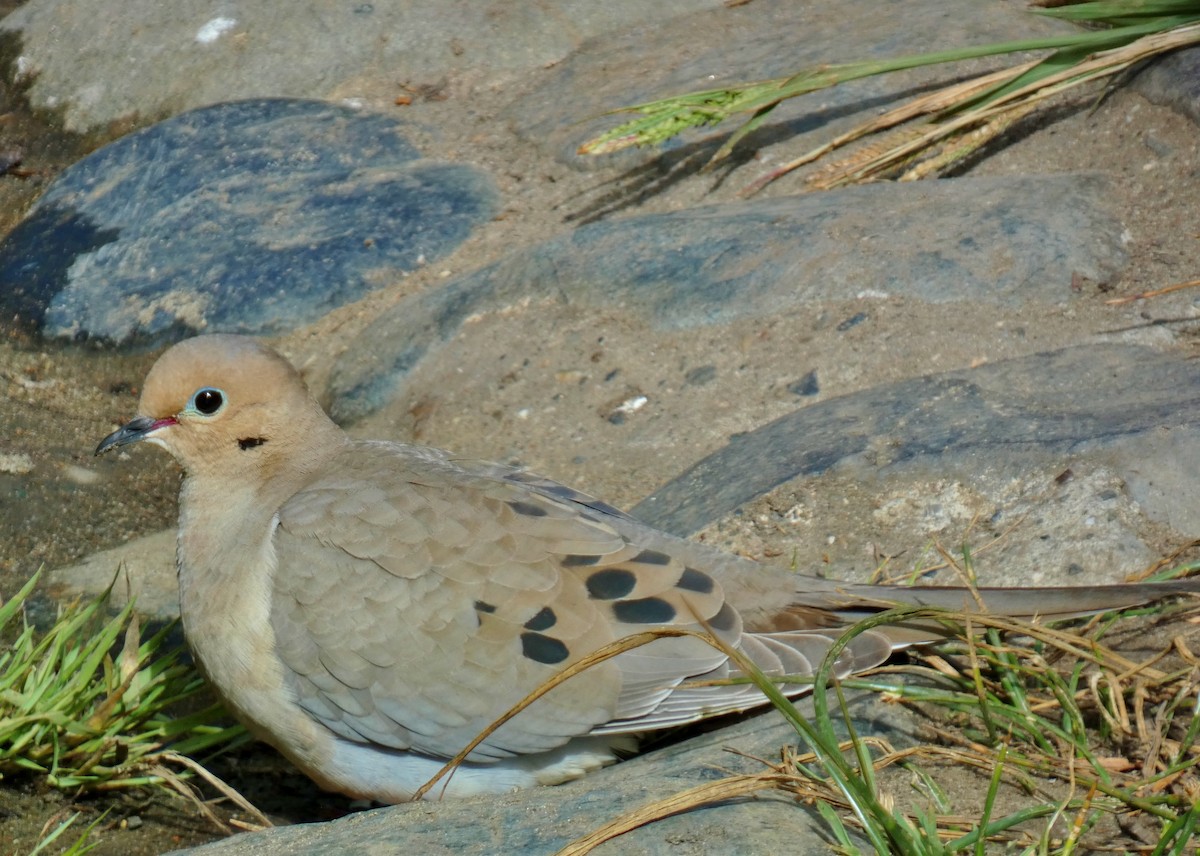 Mourning Dove - ML620184026