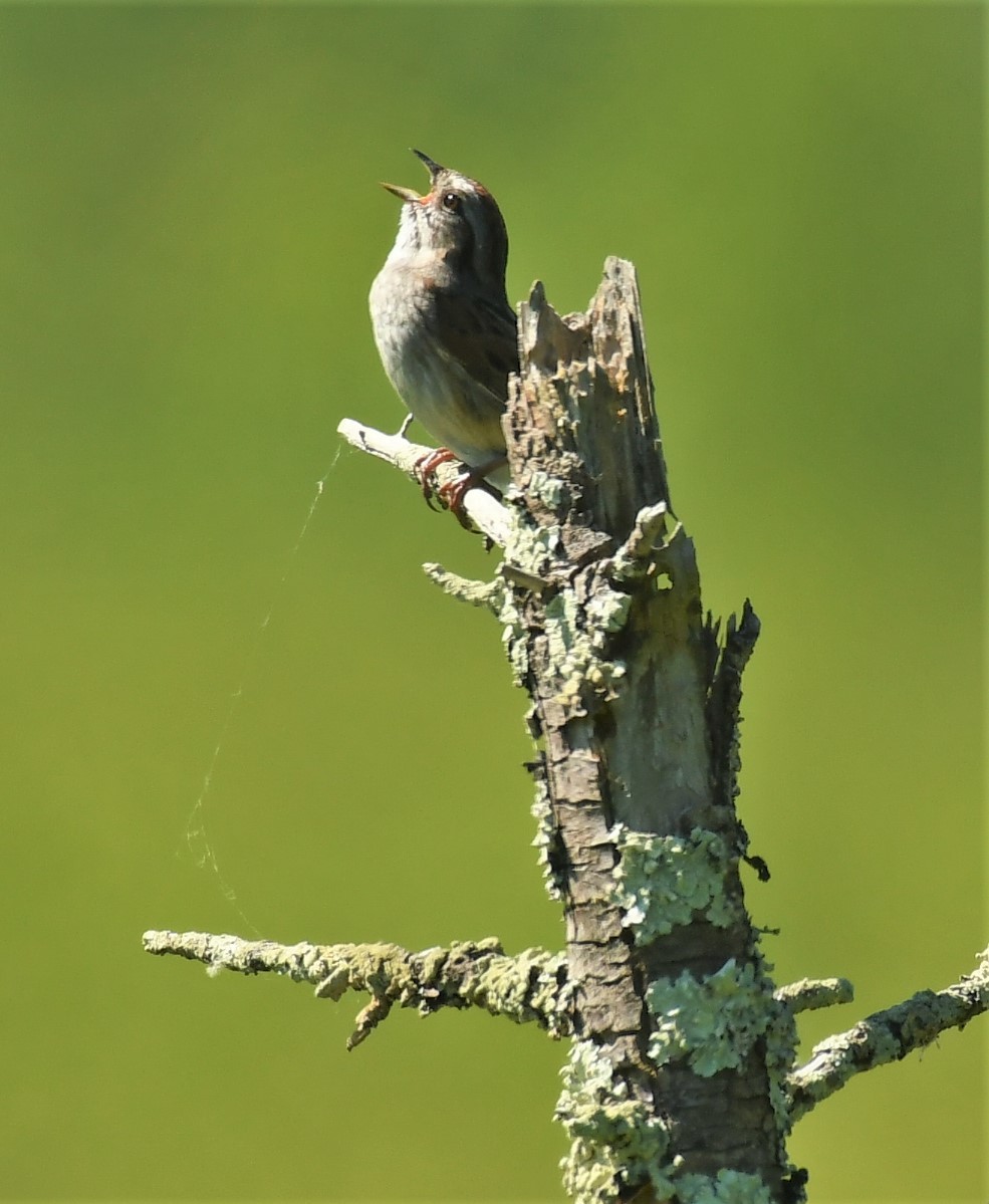 Swamp Sparrow - ML620184028