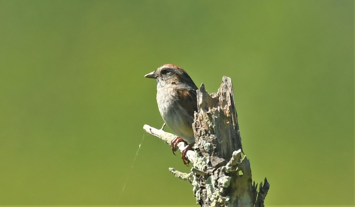 Swamp Sparrow - ML620184029