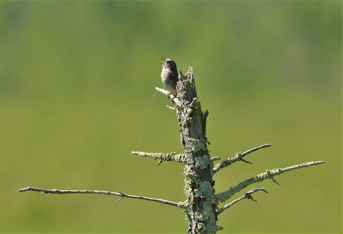 Swamp Sparrow - ML620184030