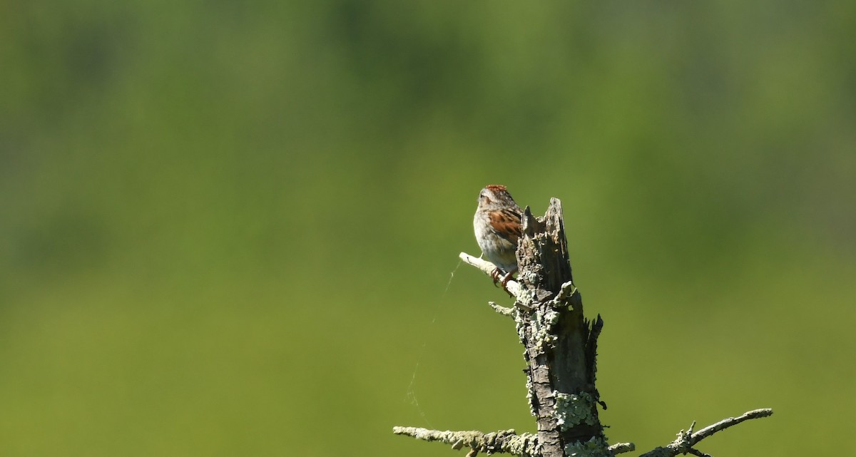 Swamp Sparrow - ML620184031