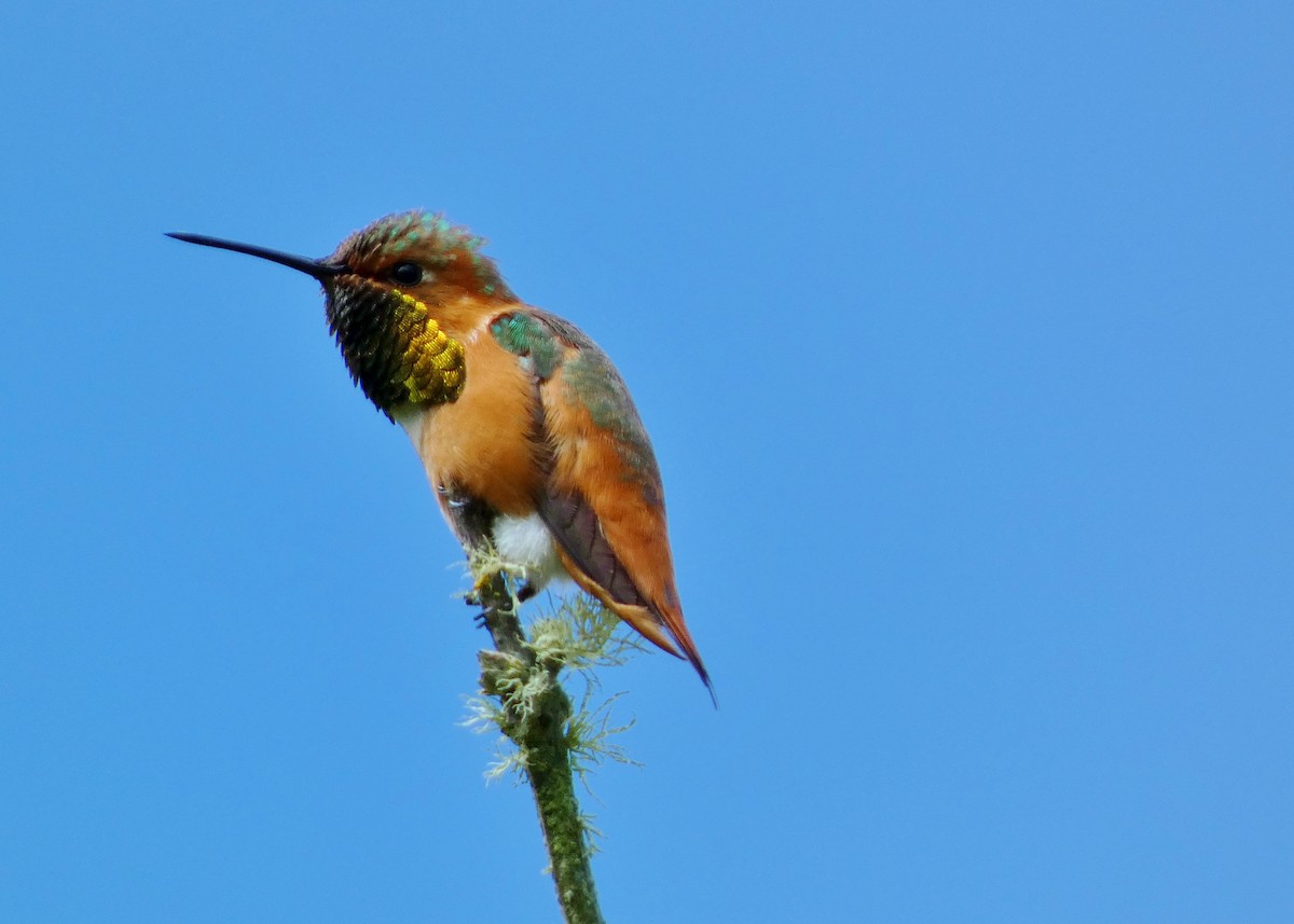 Allen's Hummingbird - ML620184034