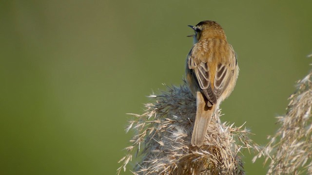 Sedge Warbler - ML620184035