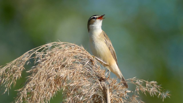 Sedge Warbler - ML620184037