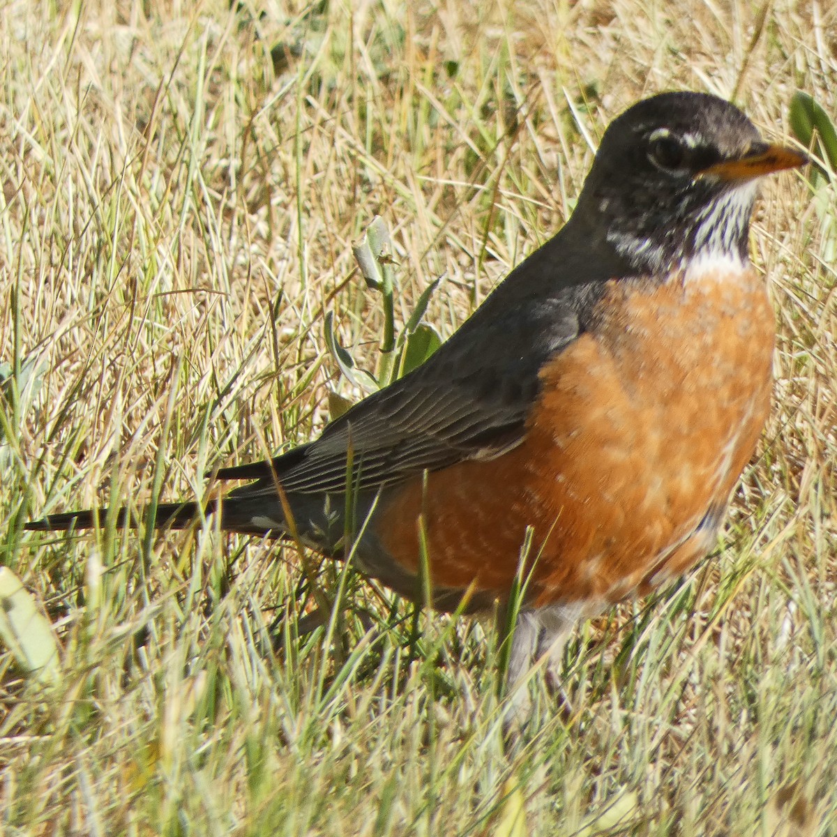 American Robin - ML620184038