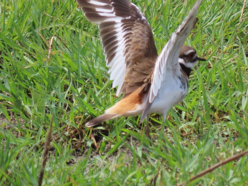 Killdeer - ML620184042