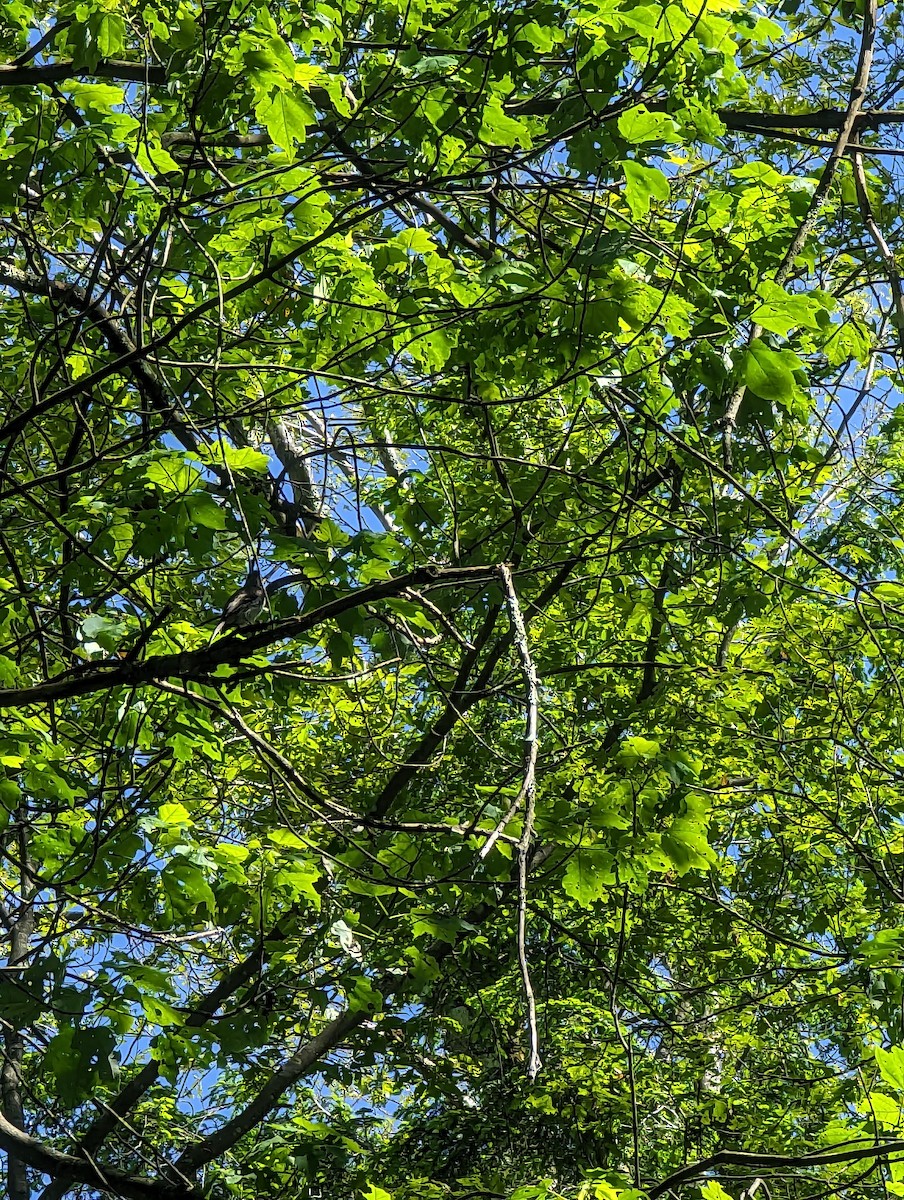 Eastern Phoebe - ML620184046