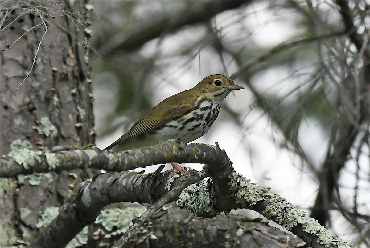 Ovenbird - ML620184047