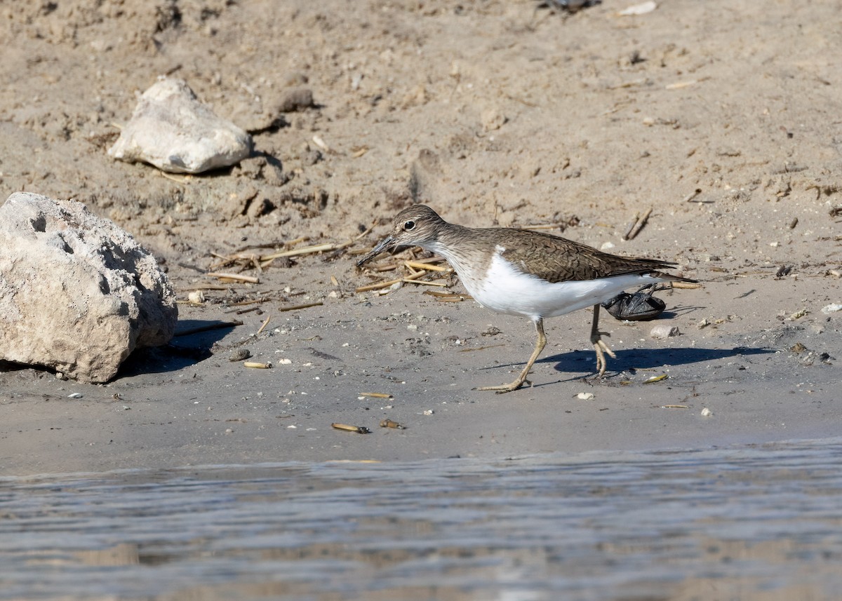 Common Sandpiper - ML620184051