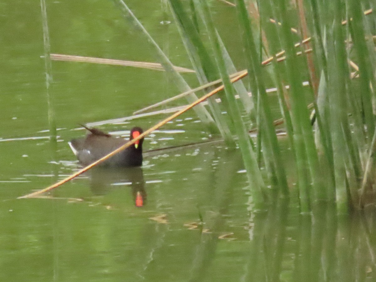 Common Gallinule - ML620184052