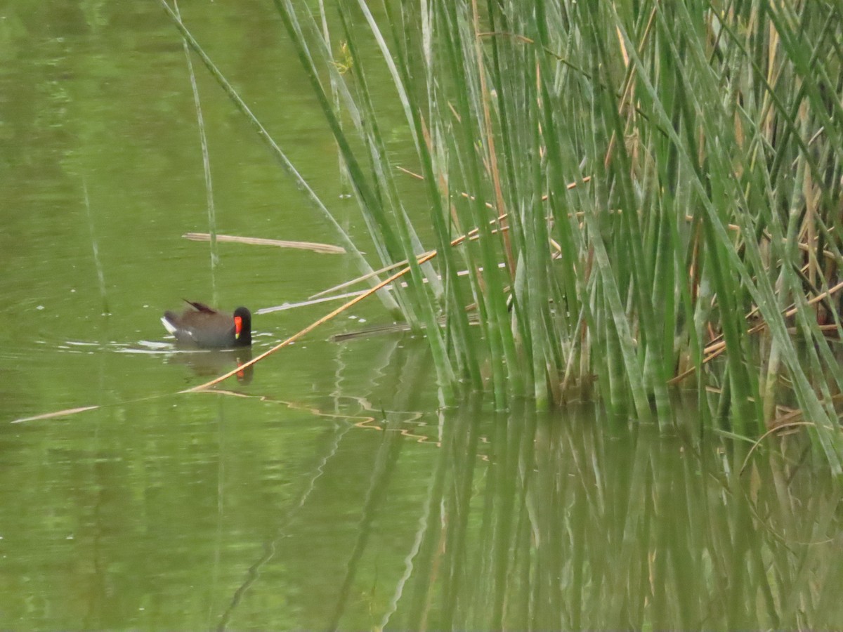 Common Gallinule - ML620184054