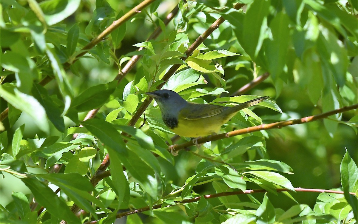 Graukopf-Waldsänger - ML620184064