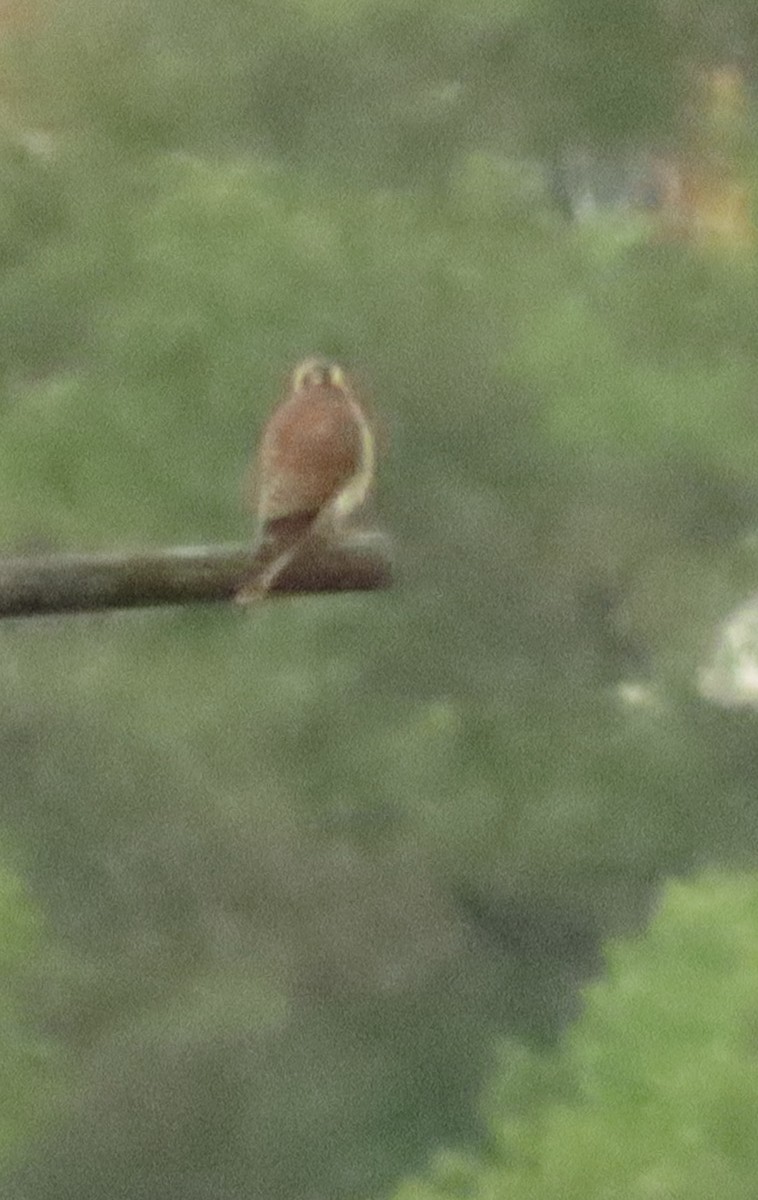 American Kestrel - ML620184080