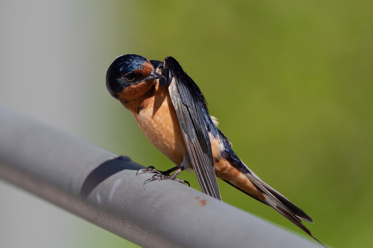 Barn Swallow - ML620184089