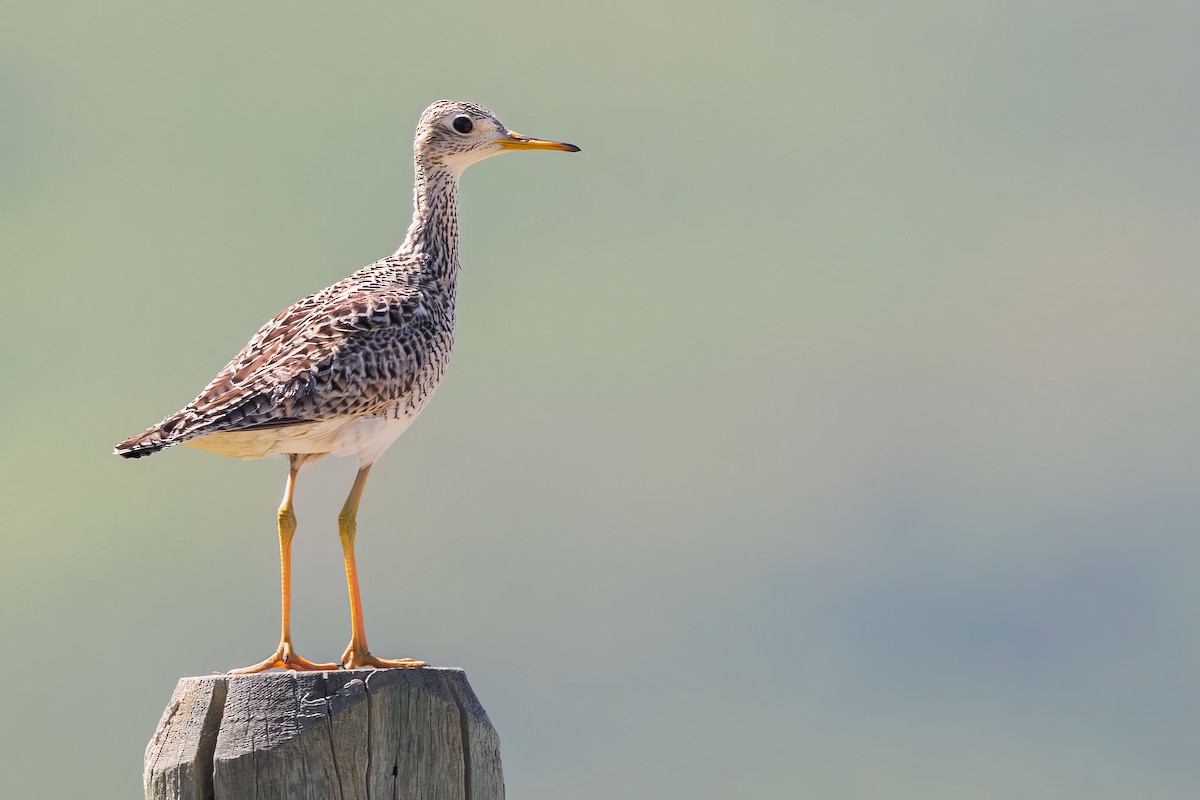 Upland Sandpiper - ML620184091