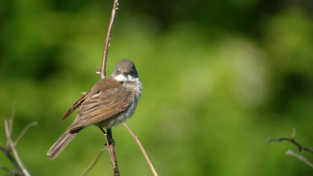 Greater Whitethroat - ML620184094