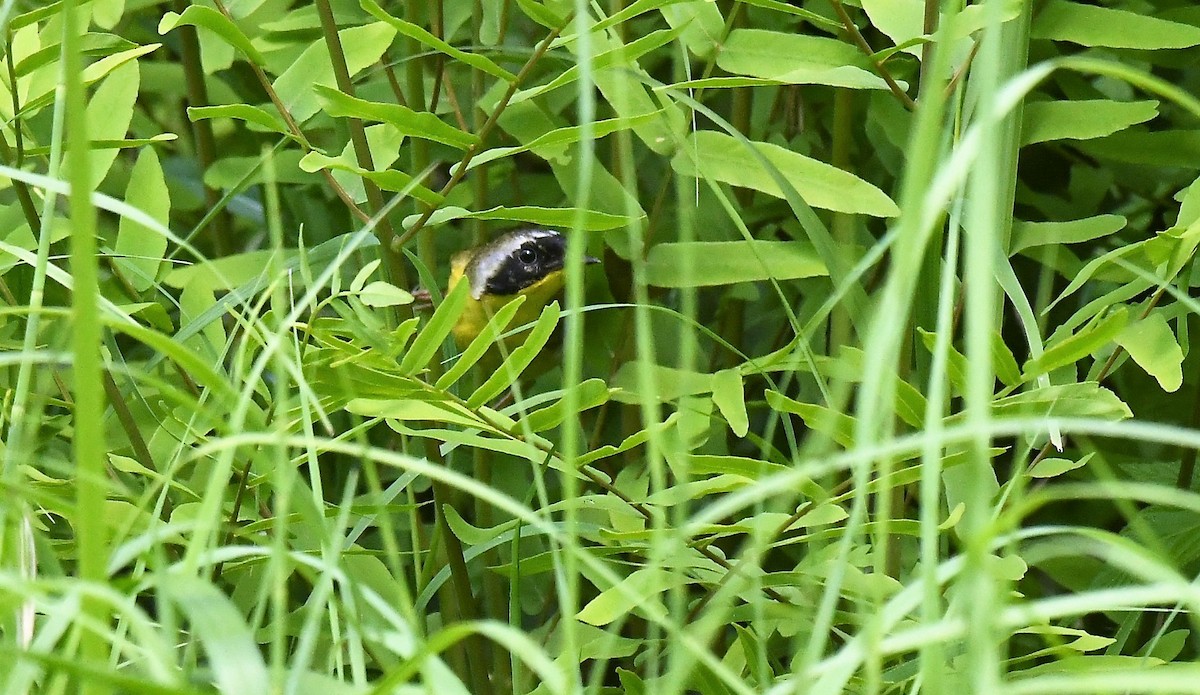 Common Yellowthroat - ML620184099