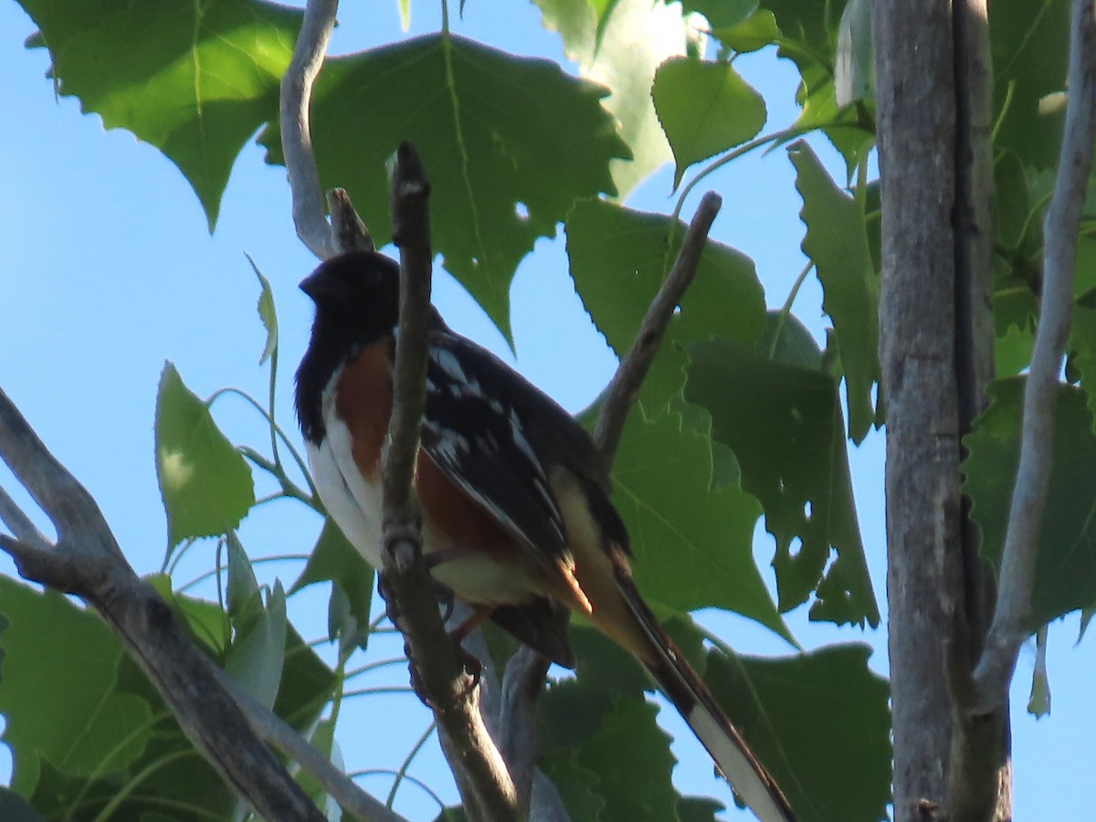 Spotted Towhee - ML620184102