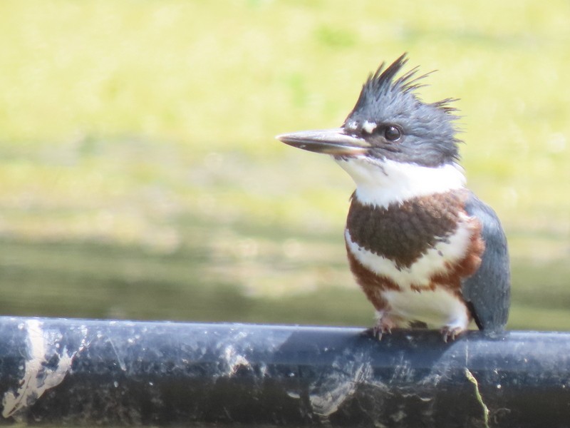 Belted Kingfisher - ML620184105