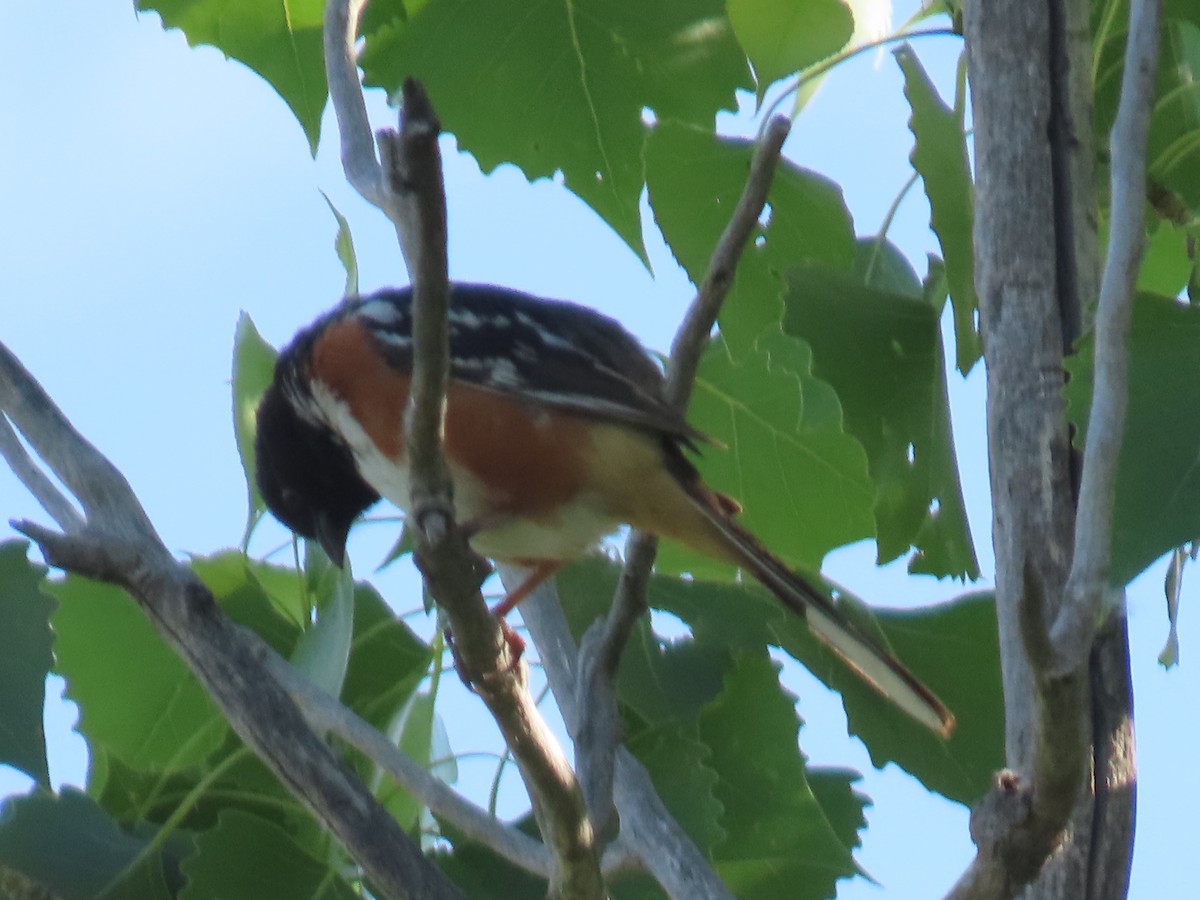 Spotted Towhee - ML620184106