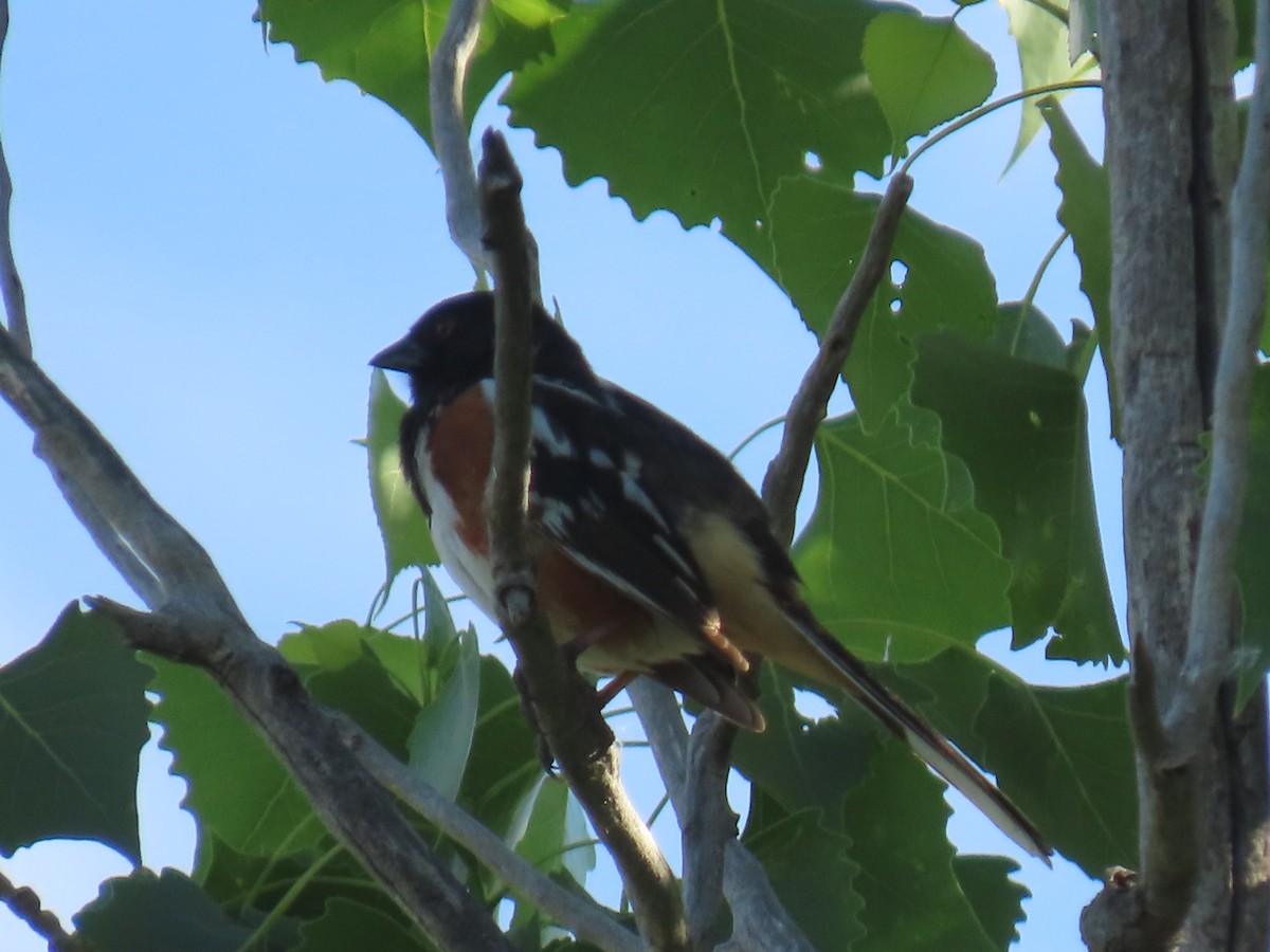 Spotted Towhee - ML620184110