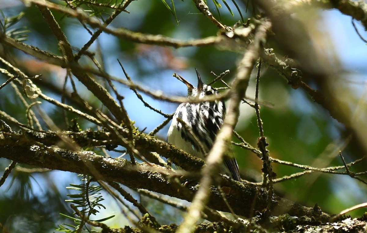 Black-and-white Warbler - ML620184114