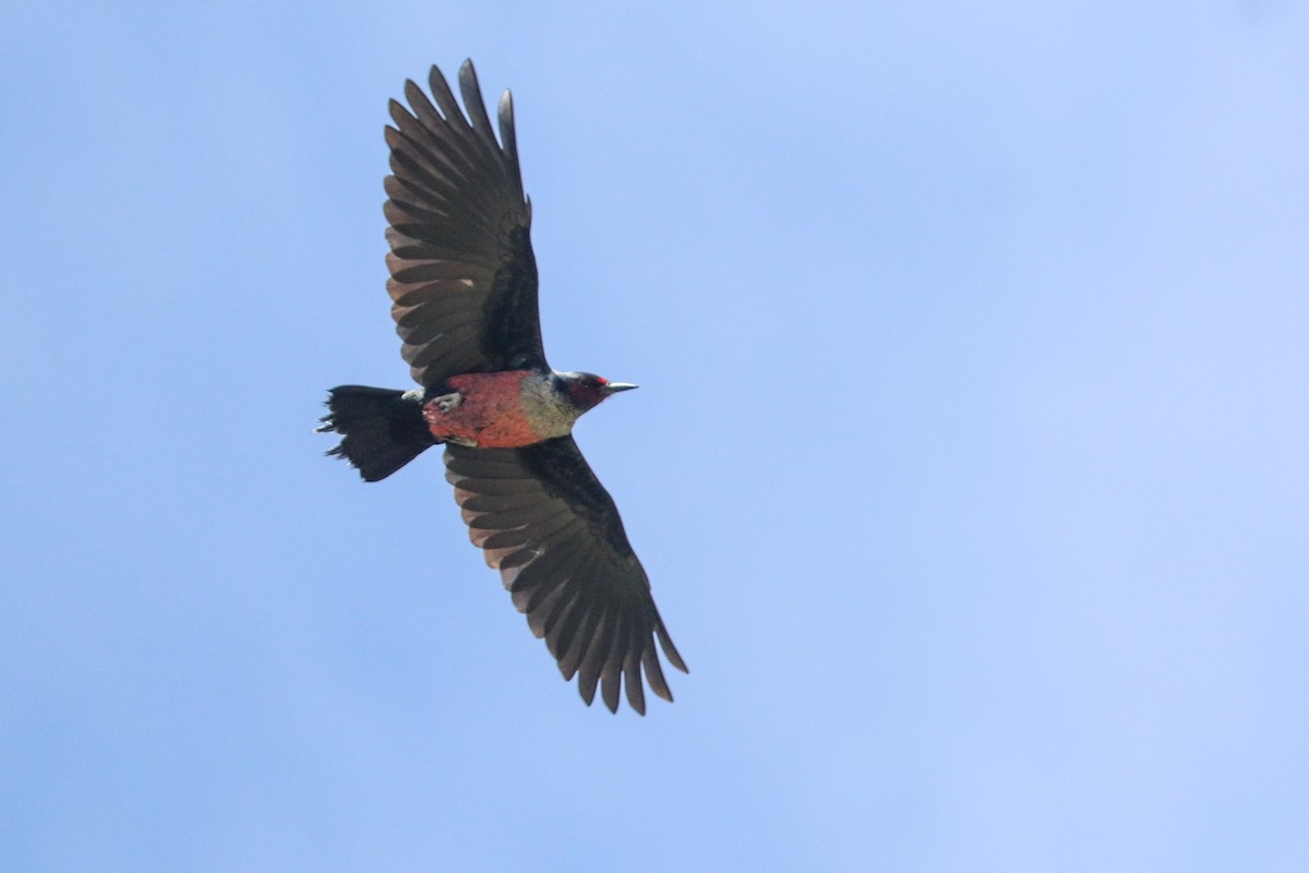 Lewis's Woodpecker - ML620184115