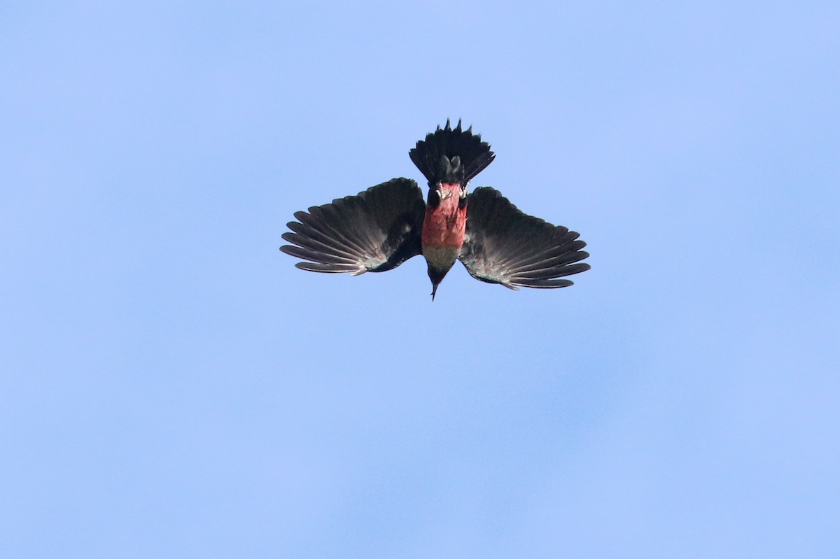 Lewis's Woodpecker - ML620184116