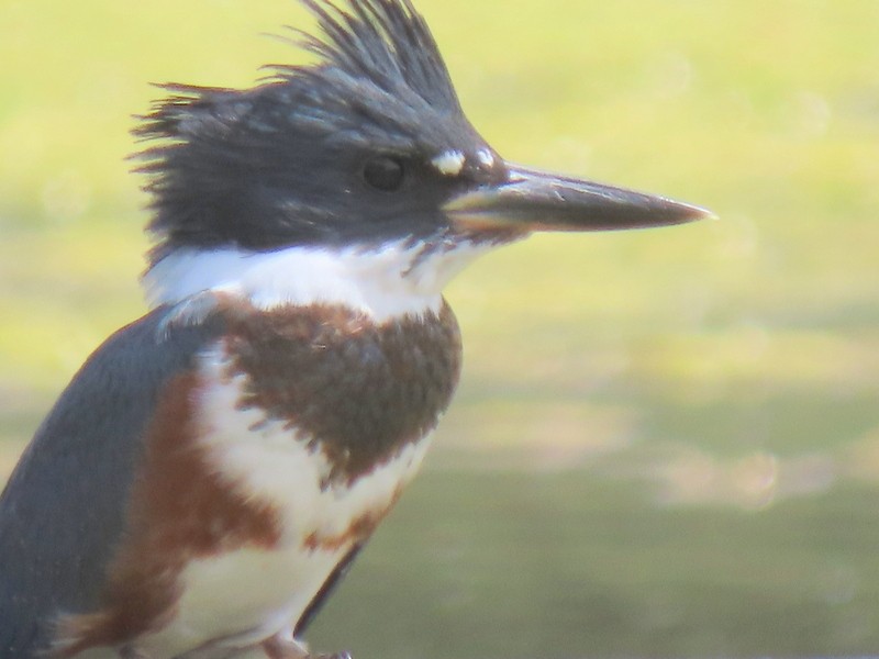 Belted Kingfisher - ML620184117