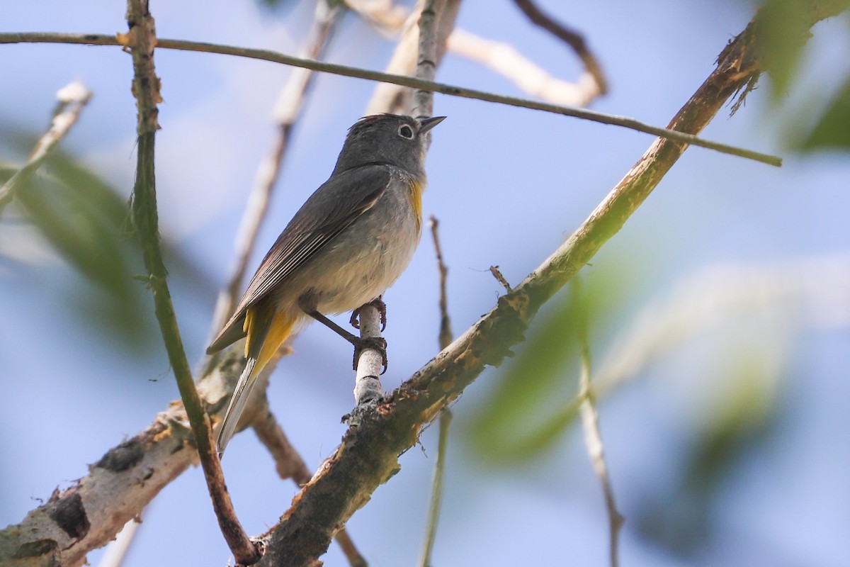 Virginia's Warbler - ML620184118