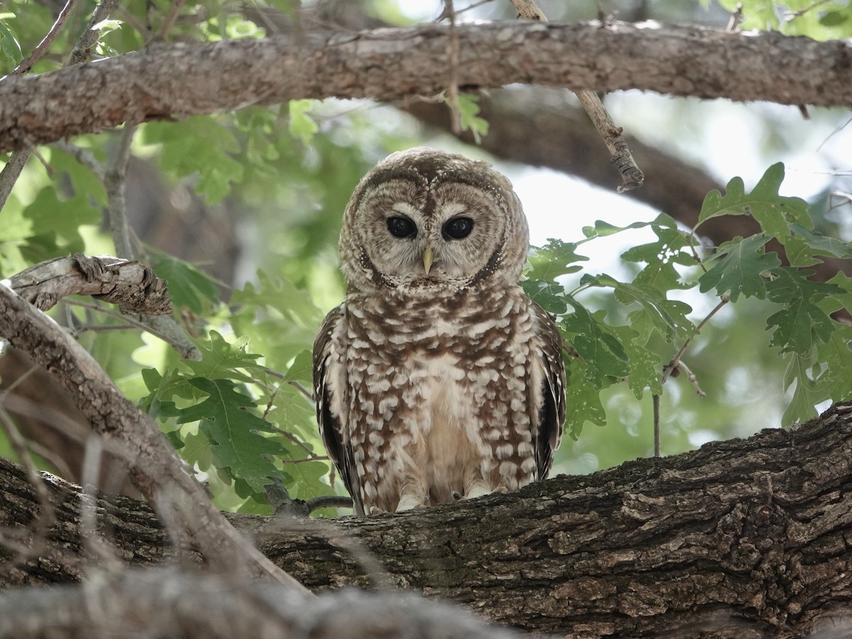 Spotted Owl - ML620184127