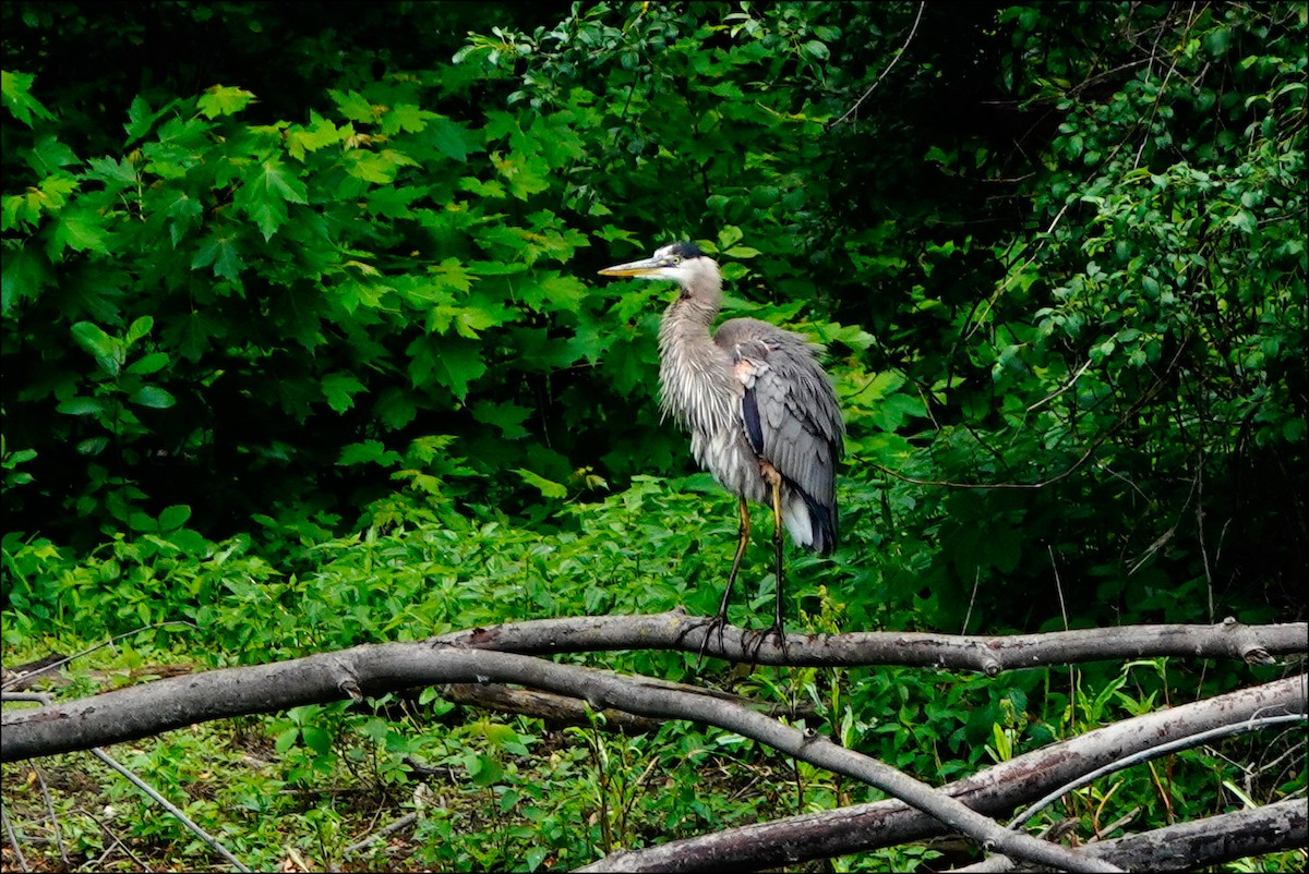 Great Blue Heron - ML620184129