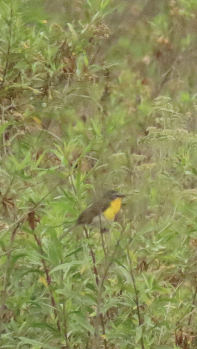 Yellow-breasted Chat - ML620184134