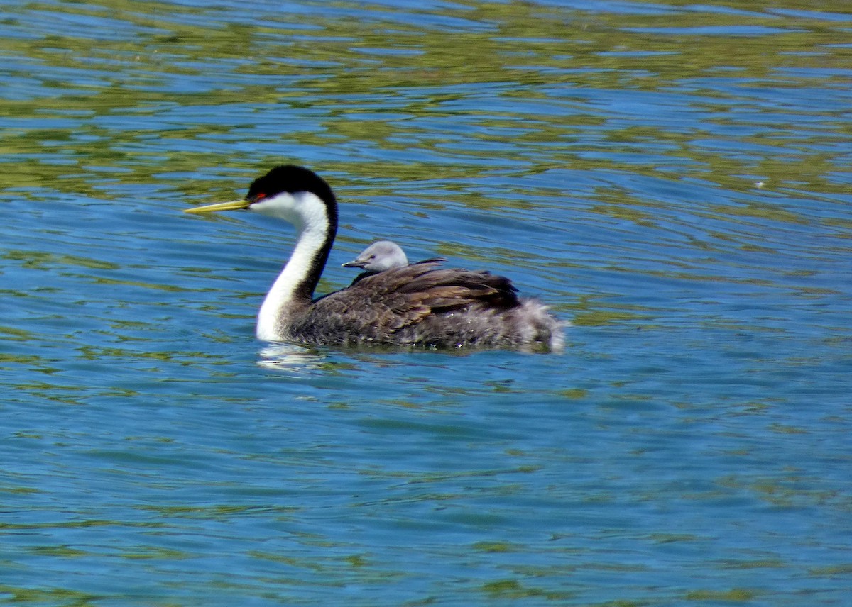 Western Grebe - ML620184136