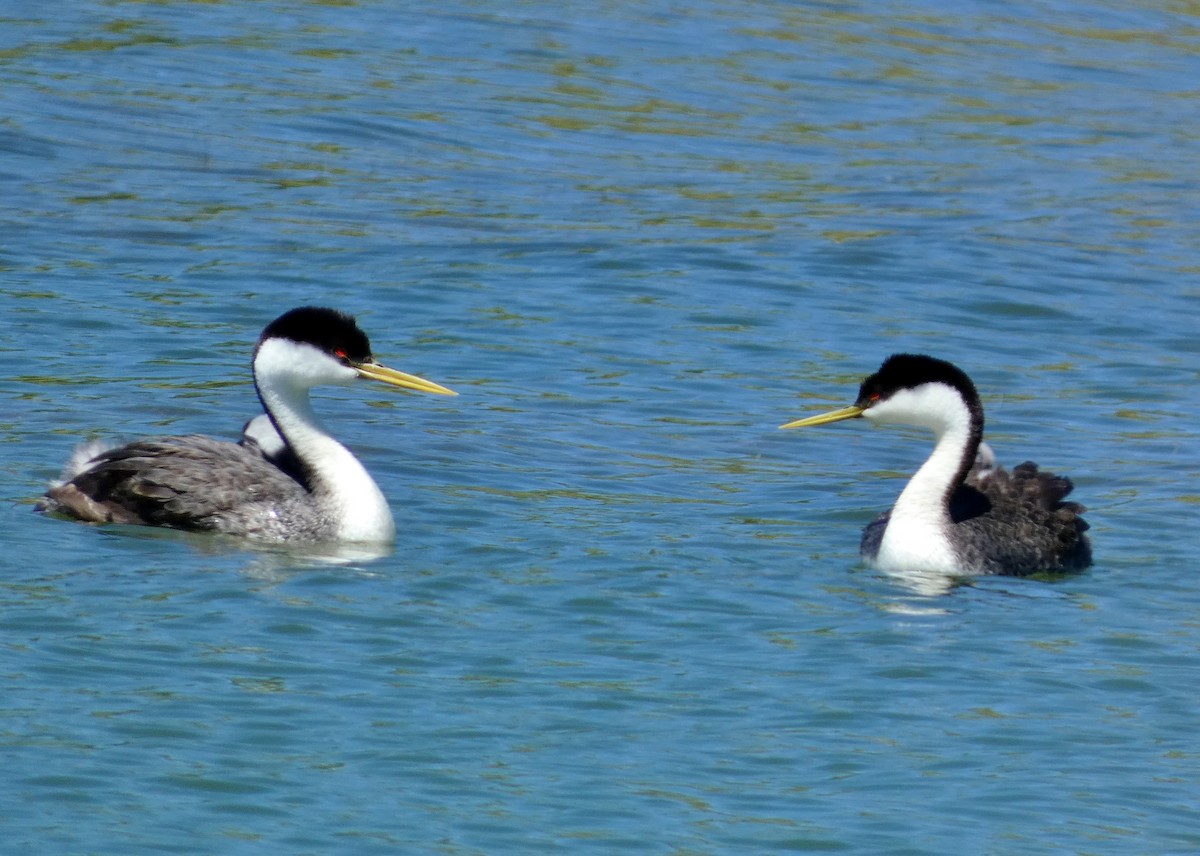 Western Grebe - ML620184137