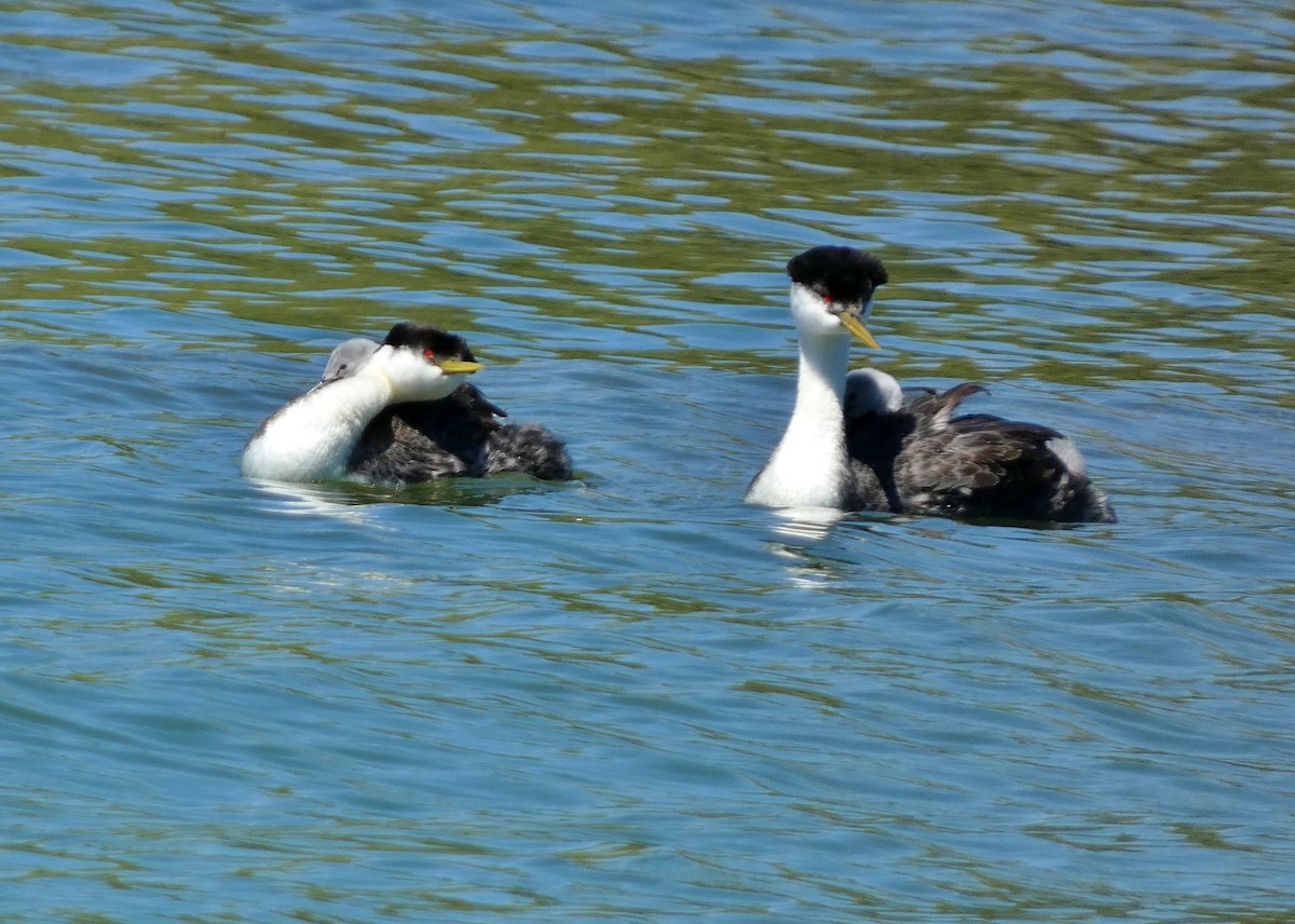 Western Grebe - ML620184138