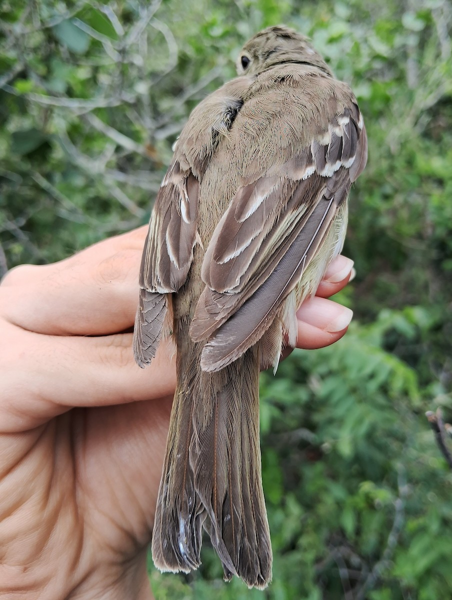 White-crested Elaenia - ML620184139