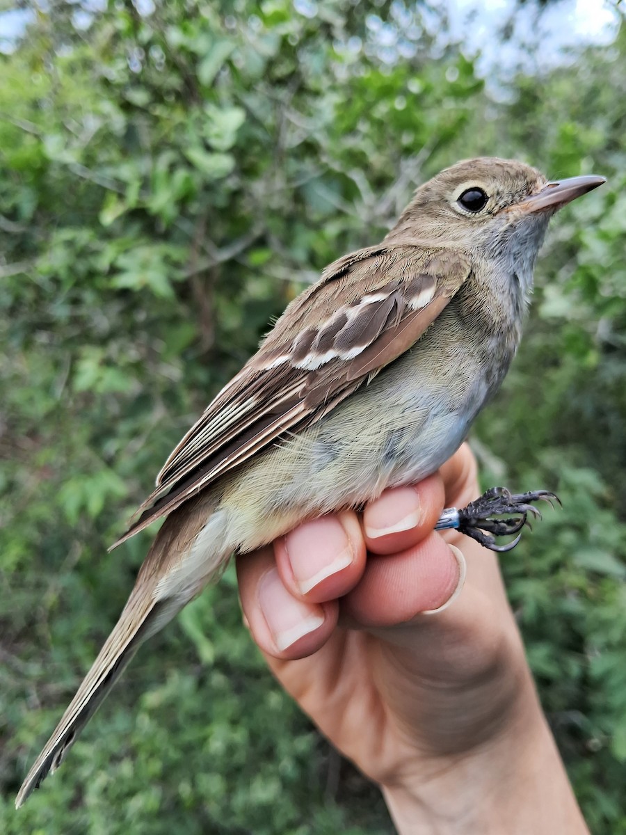 White-crested Elaenia - ML620184140