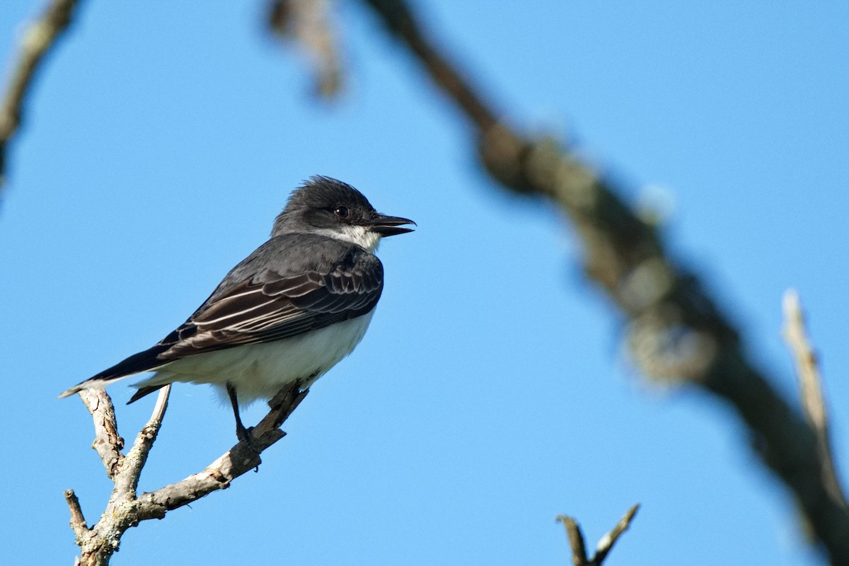 Eastern Kingbird - ML620184144