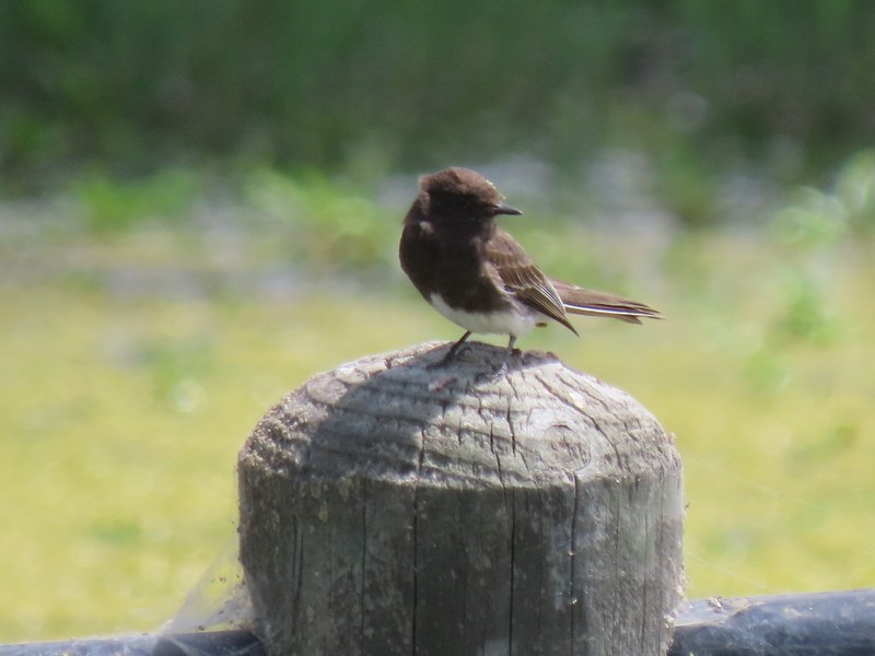 Black Phoebe - ML620184148