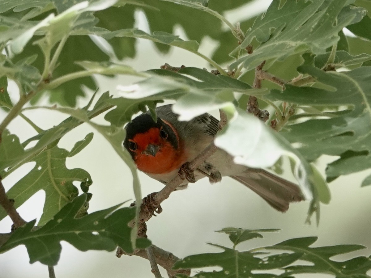 Red-faced Warbler - ML620184152