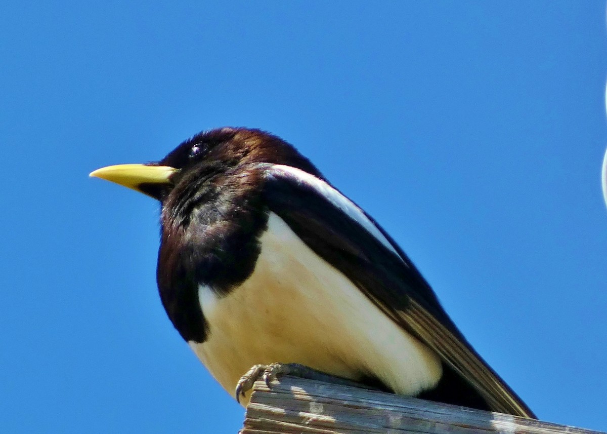 Yellow-billed Magpie - ML620184156