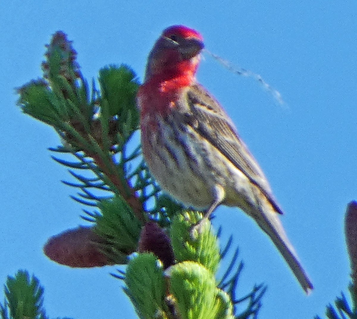 House Finch - ML620184160