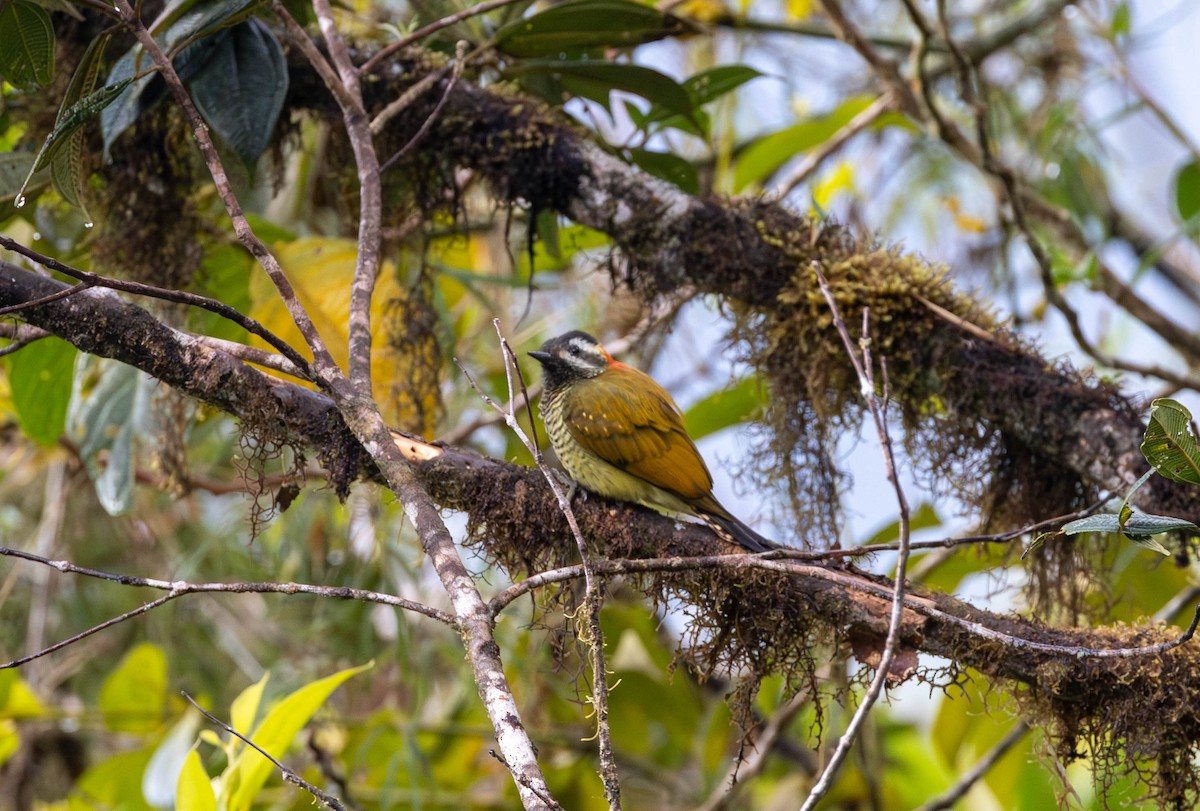 Yellow-vented Woodpecker - ML620184162