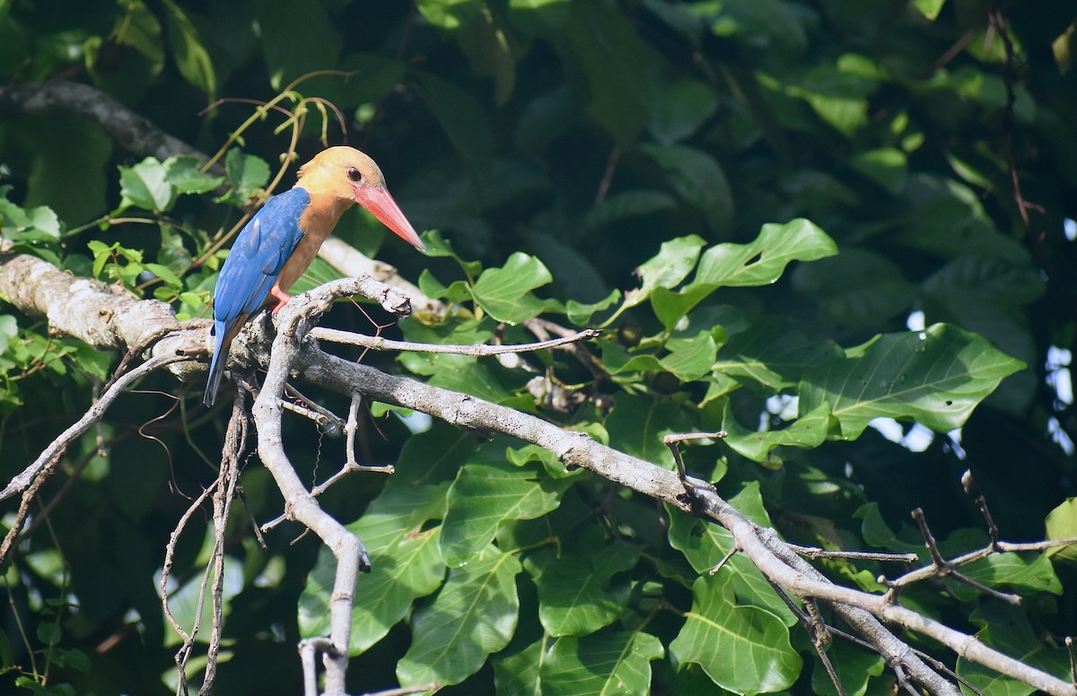 Stork-billed Kingfisher - ML620184164