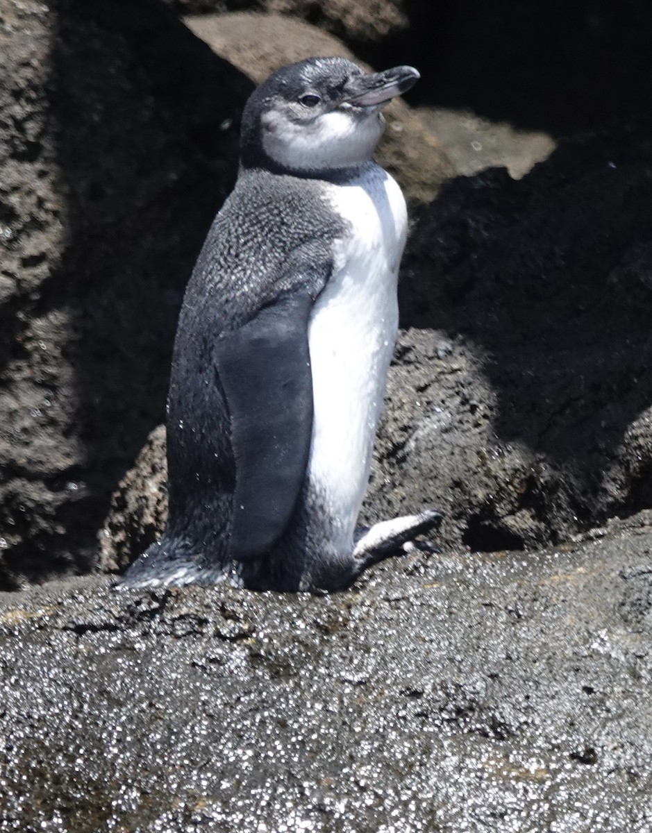 Pingüino de Galápagos - ML620184171