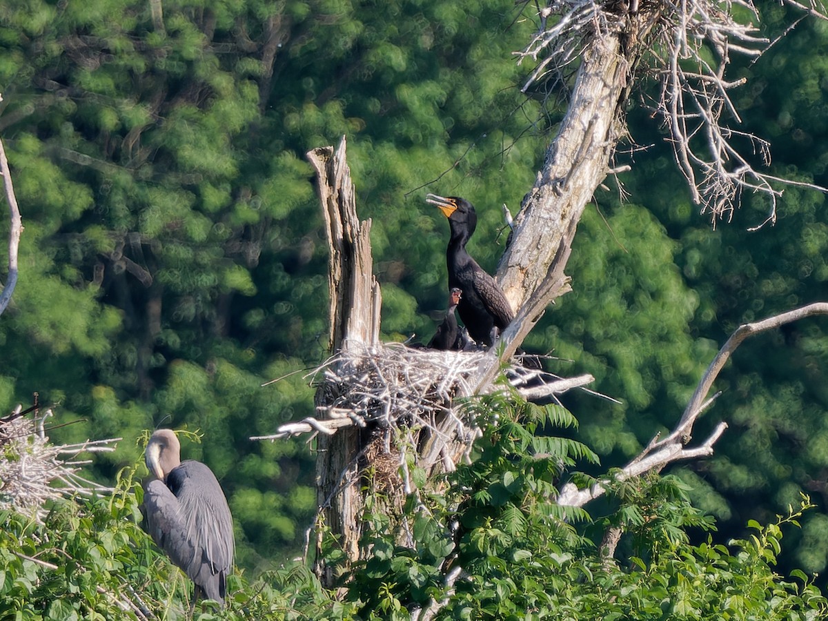 Cormoran à aigrettes - ML620184173