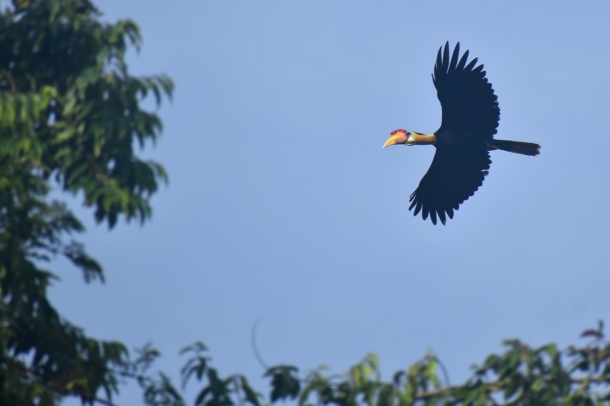 Wrinkled Hornbill - ML620184176